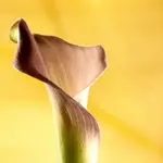 Zantedeschia