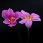 Zephyranthes