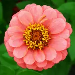 Zinnia