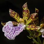 Zygopetalum