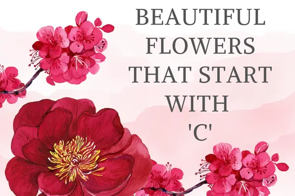 Beautiful Flowers That Start With C - Flowers Names