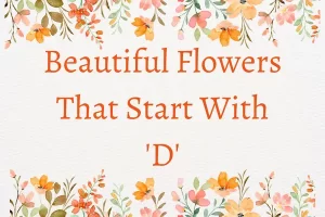 Flowers That Start With D