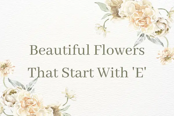Flowers That Start with E