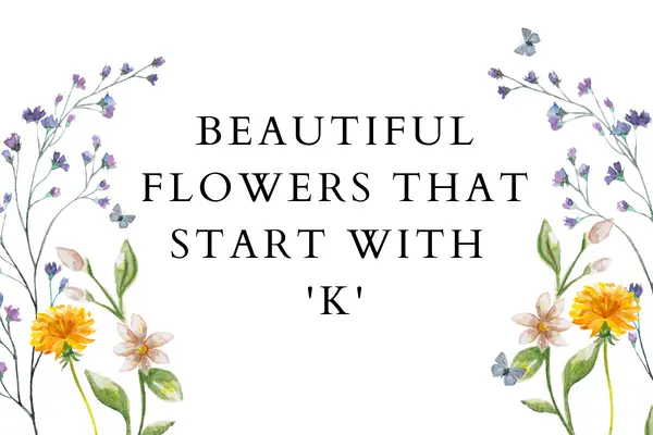 Flowers That Start With K