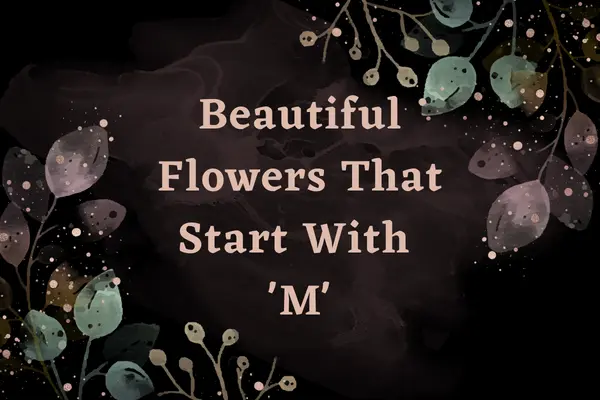 Flowers That Start With M