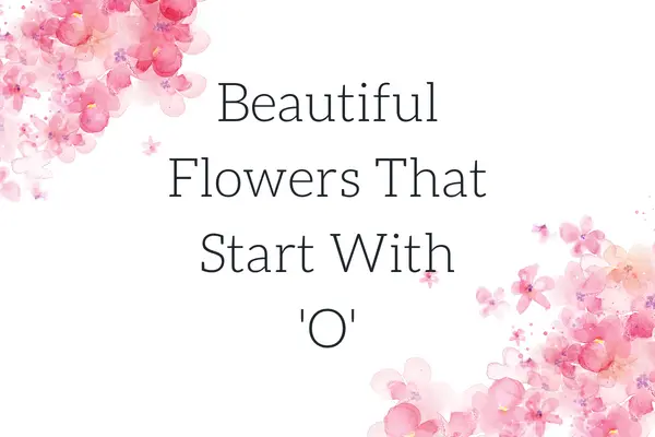 Flowers That Start With O