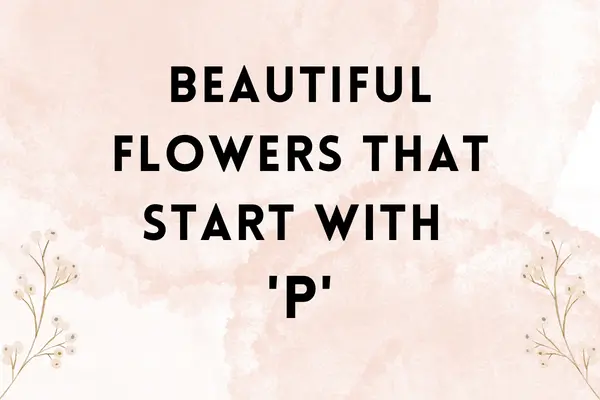 Flowers That Start With P