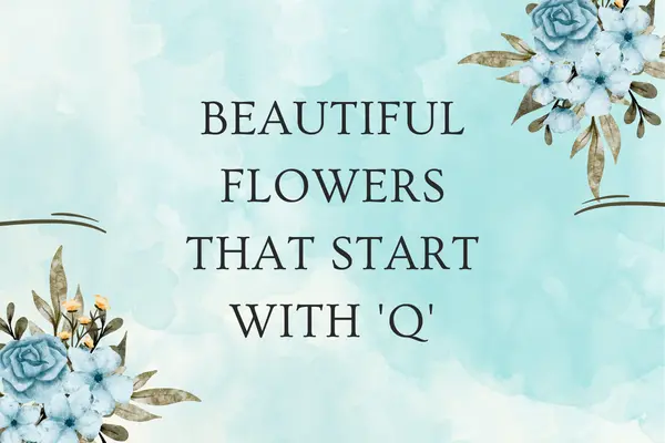 Flowers That Start With Q