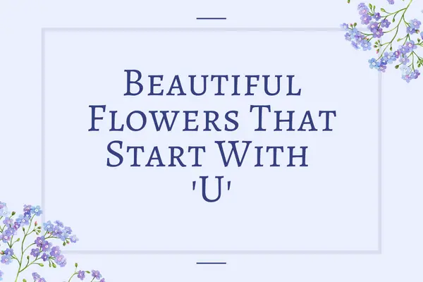 Flowers That Start With U