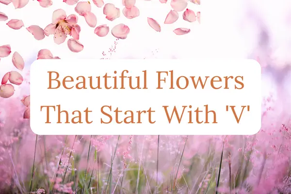 Flowers That Start With V