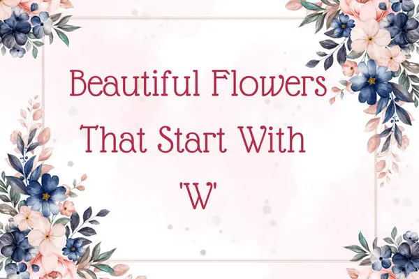 Flowers That Start With W