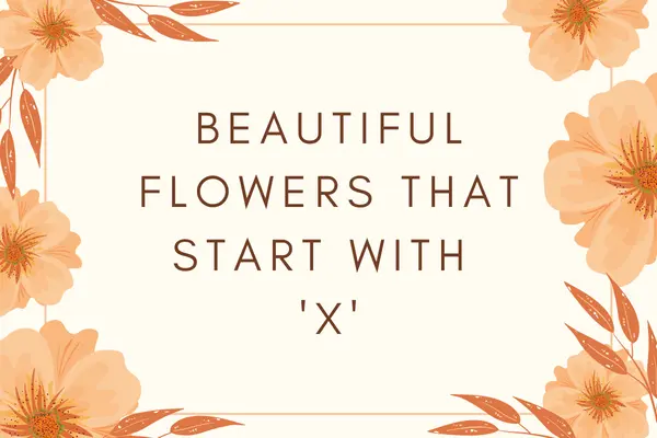 Flowers That Start With X