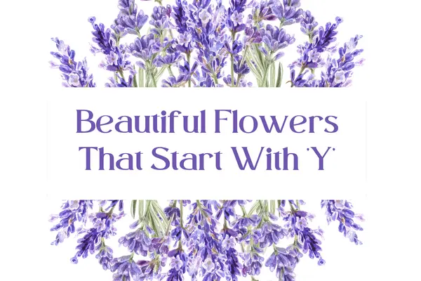 Flowers That Start With Y