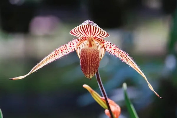 Paphiopedilum rothschildianum