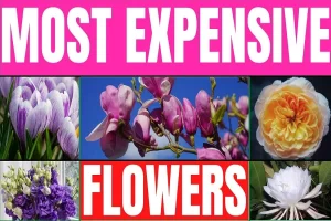 Most Expensive Flowers in the World