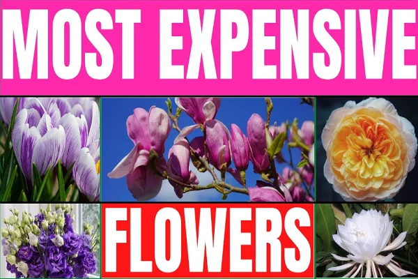 Most Expensive Flowers in the World