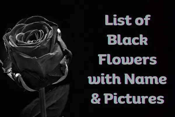 Black Flowers