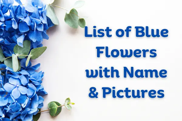 Blue Flowers Complete List With Names