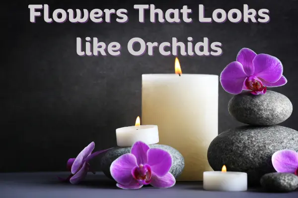 Flowers That Look Like Orchids