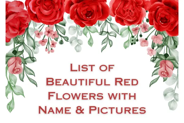 Red Flowers: Complete List With Names and Pictures - Flowers Names
