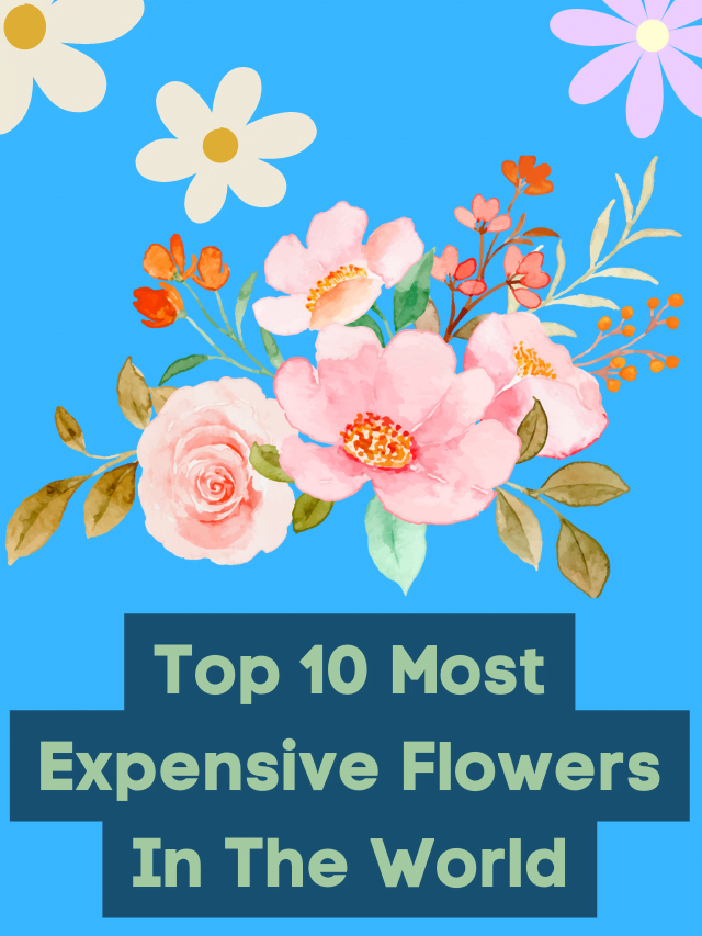 Most Expensive Flowers In The World
